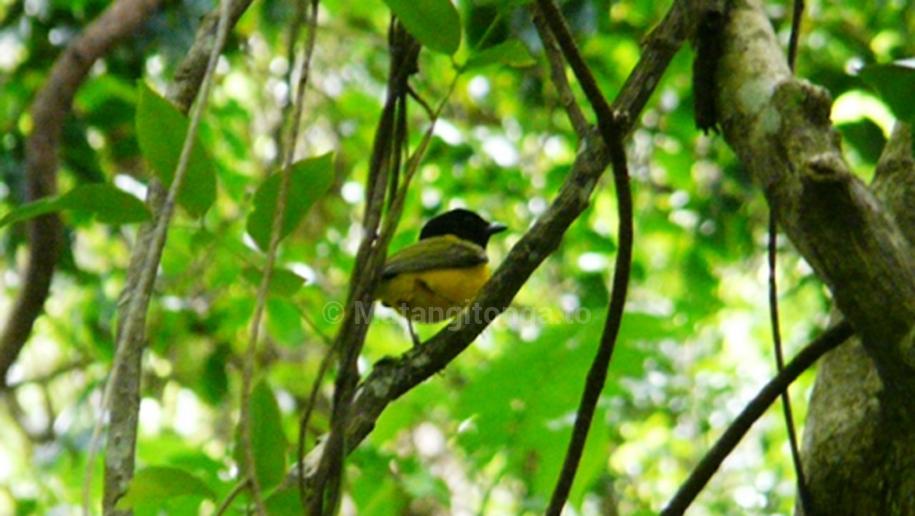 Tongan native birds protected on Mt Talau Matangi Tonga